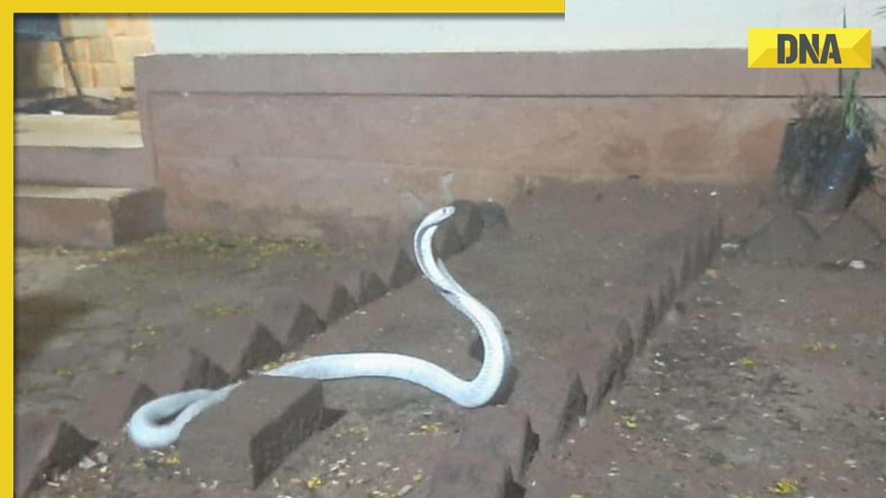 在泰米尔纳德邦家中发现的白化眼镜蛇是什么?它有多危险?