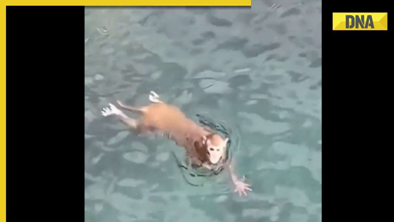 你以前见过猴子游泳吗?视频走红震惊网络