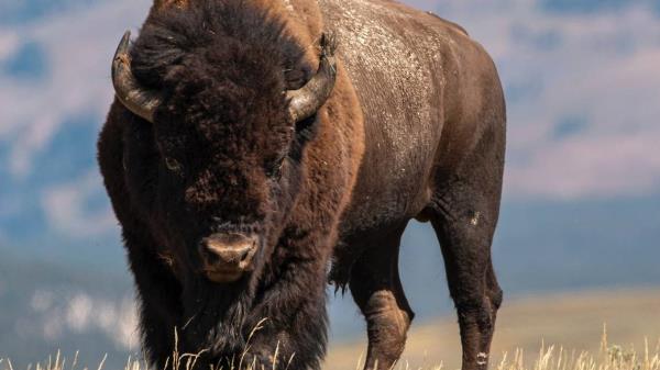 官员说，北达科他州国家公园的一头野牛让游客“严重受伤”