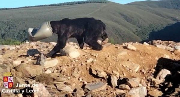 卡斯蒂亚的专家León拯救了一头被困在塑料容器里的棕熊的生命